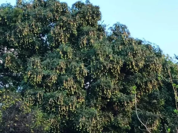 Imagem Sítio à Venda a 15 km de Luziânia!
