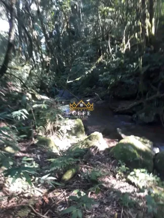 Imagem Chácara - Sítio com 3 Dormitorio(s) localizado(a) no bairro Nova Renania em Santa Maria do Herval / RIO GRANDE DO SUL Ref.:1550