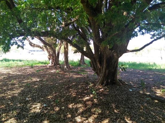 Imagem Chacara-para-Venda-em-Mirandas-Tatui-SP