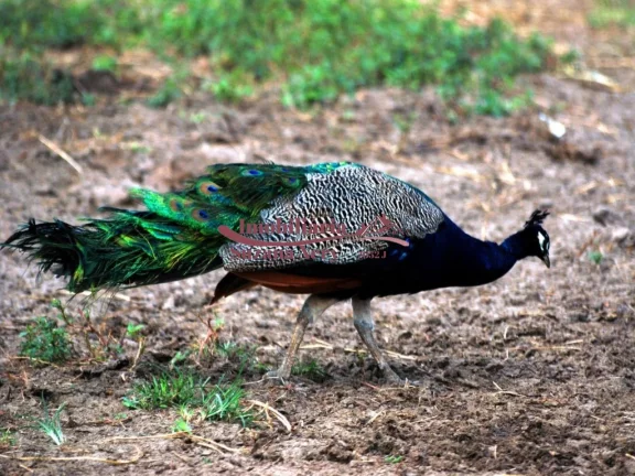 Imagem TERRENO NO CONDOMÍNIO FAZENDA REAL