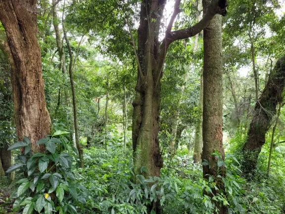 Imagem vende - sítio na região de Cabreúva-sp