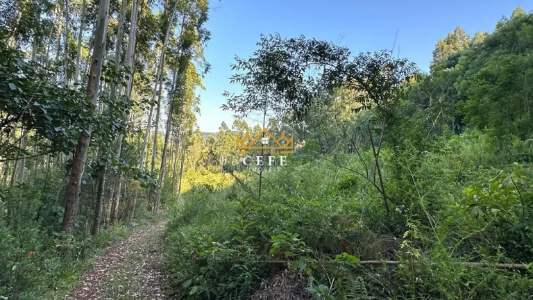 Imagem Chácara - Sítio com 1 Dormitorio(s) localizado(a) no bairro Pinhal Alto em Nova Petrópolis / RIO GRANDE DO SUL Ref.:1472