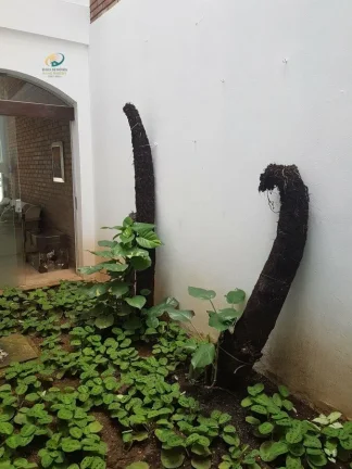 Imagem Sobrado Alto Padrão para Venda e Aluguel em Planalto Paulista São Paulo-SP