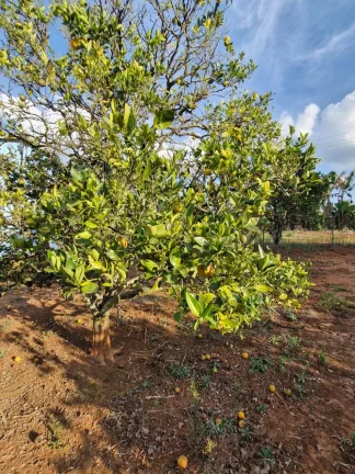 Imagem SITIO LOCALIZADO NO BAIRRO BOA VISTA