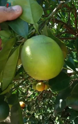 Imagem Fazenda Região de Marilia SP