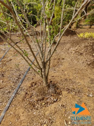 Imagem LOTE 1.000 COM PROJETO CONDOMINIO FECHADO ESTANCIAS DA MATA LAGOA SANTA/JAB