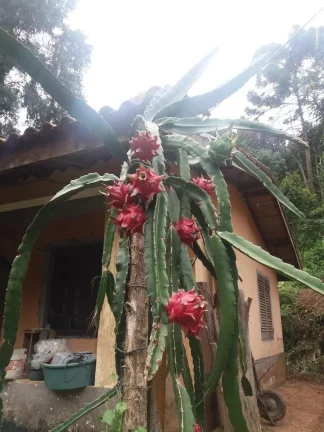 Imagem Sítio para Venda em Ribeirão Pires, Somma, 3 dormitórios, 1 suíte, 2 banheiros, 10 vagas
