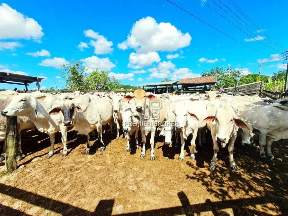 Imagem Fazenda à venda, 52 alqueires por R$ 9.500.000 - Banqueiros - Araruama/RJ