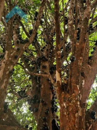 Imagem Casa térrea à venda no Jardim Alvinópolis  Atibaia