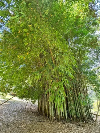 Imagem Haras à Venda no Asfalto em Piracaia – 18 alqueires com Estrutura Completa