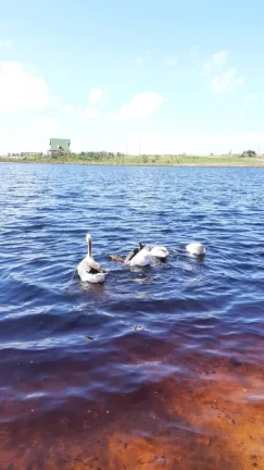 Imagem Lote no Fazenda Real Residence