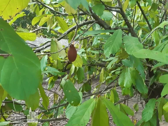 Imagem TERRENO A VENDA NO CENTRO