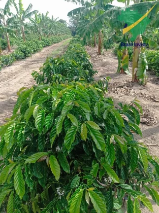 Imagem FAZENDA COM EXCELENTE PRODUÇÃO PRÓXIMA A PORTO SEGURO