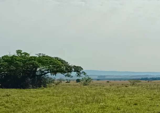 Imagem Fazenda à Venda – 583 Hectares – Viamão/RS