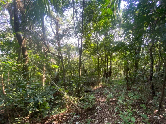 Imagem Terreno à venda em Garopaba-SC, bairro Ressacada, com 172.989,94 m² de área! Venha conferir!