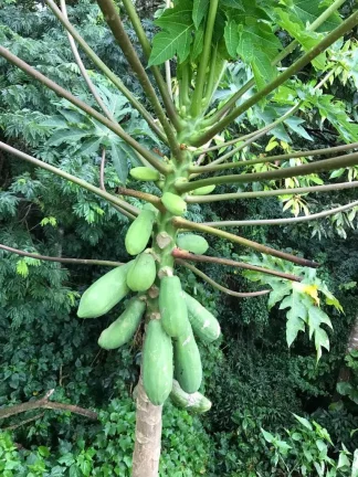 Imagem Casa de Condomínio em Portal - Santana de Parnaíba