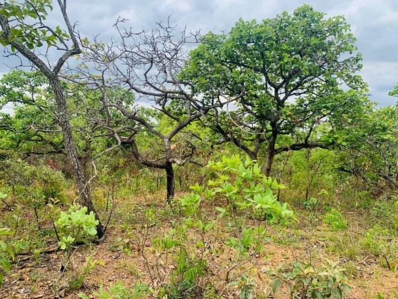Imagem CHÁCARA DE 4.685,74M².