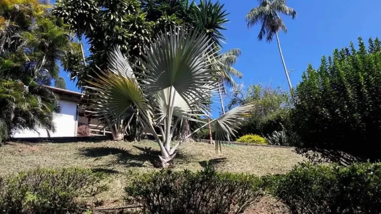Imagem VENDO ESTA LINDA CASA EM NOVA FRIBURGO RJ. BAIRRO: PARQUE SÃO CLEMENTE.
