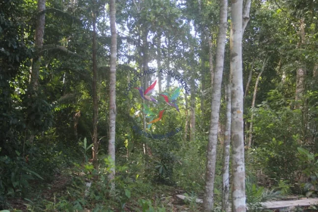 Imagem SÍTIO EM TRANCOSO - PORTO SEGURO - BAHIA
