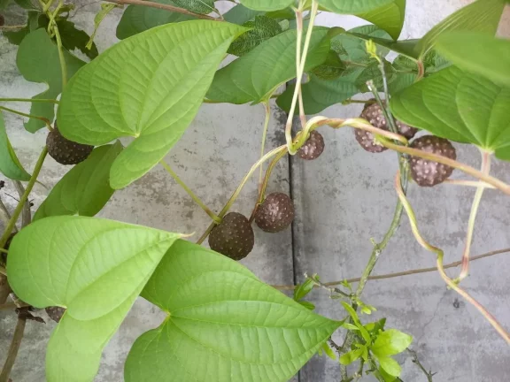 Imagem Chácara para Venda em São Bernardo do Campo / SP no bairro Capivari