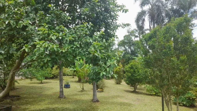 Imagem Chácara com 4 dormitórios à venda, 3000 m² por R$ 1.170.000,00 - Parque Cerejeiras - Suzano/SP