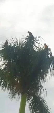 Imagem Sítio à Venda a 15 km de Luziânia!