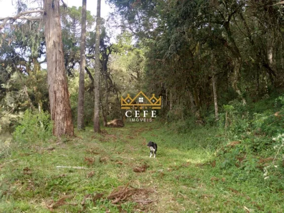 Imagem Chácara - Sítio com 2 Dormitorio(s) localizado(a) no bairro Zona Rural em São Francisco de Paula / RIO GRANDE DO SUL Ref.:1519