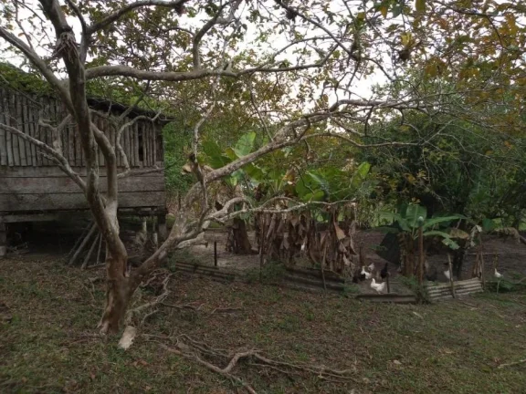 Imagem Sítio para Venda por R$600.000,00 com 3 dormitórios na casa sede, 2 casas e 2 cozinhas - Padre andre , Jacupiranga / SP - Cód. BDI28102