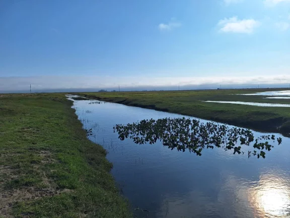 Imagem Excelente Área de 130 Hectares para Cultivo de Arroz – Viamão/RS