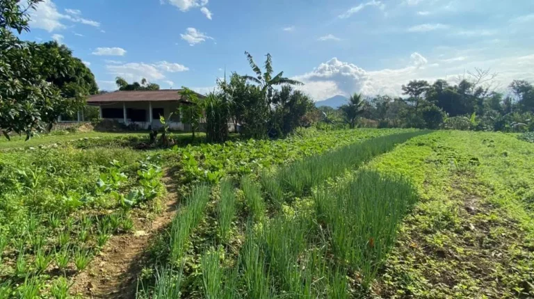 Imagem Chácara para Venda em Antonina, Cachoeira, 3 dormitórios, 1 banheiro