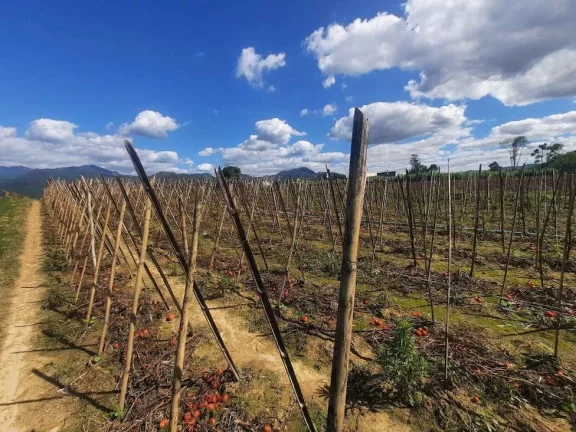 Imagem Terreno à Venda, Plano, Nível da Rua, com 11.089 m2. Sul do Rio, Santo Amaro da Imperatriz, SC