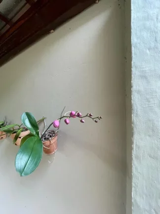 Imagem VENDE-SE CASA NO BAIRRO SAO JOAQUIM
