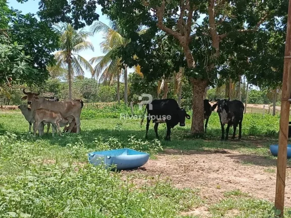 Imagem Encantadora Fazenda à Venda na Zona Rural de Nossa Senhora do Livramento