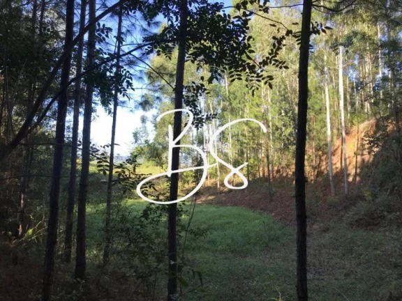 Imagem AREA RURAL em SANTO ANTÔNIO DA PATRULHA - RS, Pinheirinhos