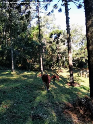 Imagem Sítio para Venda em Morro Reuter, Morro Reuter