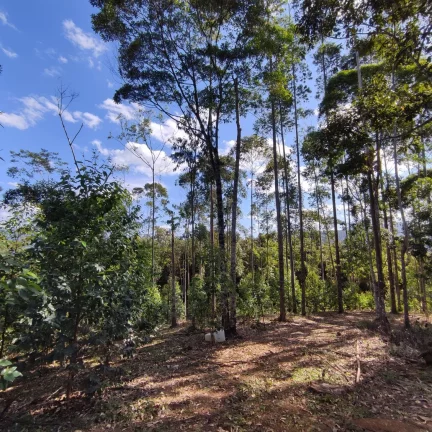 Imagem Terreno Rural à venda em Joinville, bairro Pirabeiraba
