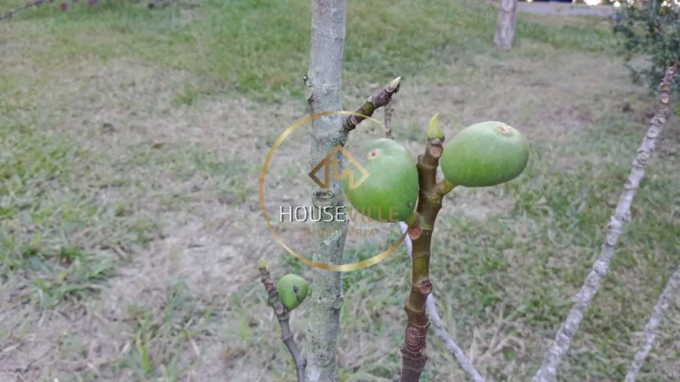 Imagem Chácara 2 dormitórios ( 1 suíte), com pomar e acesso a represa, Jambeiro.