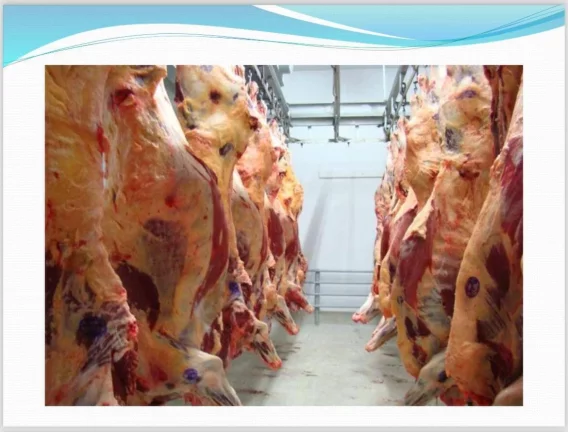 Imagem Frigorífico á Venda- Mato Grosso