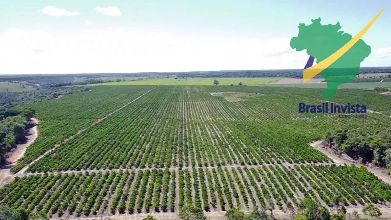 Imagem FAZENDA COM EXCELENTE PRODUÇÃO PRÓXIMA A PORTO SEGURO