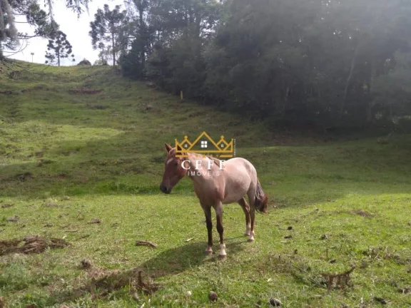 Imagem Chácara - Sítio com 2 Dormitorio(s) localizado(a) no bairro Zona Rural em São Francisco de Paula / RIO GRANDE DO SUL Ref.:1519