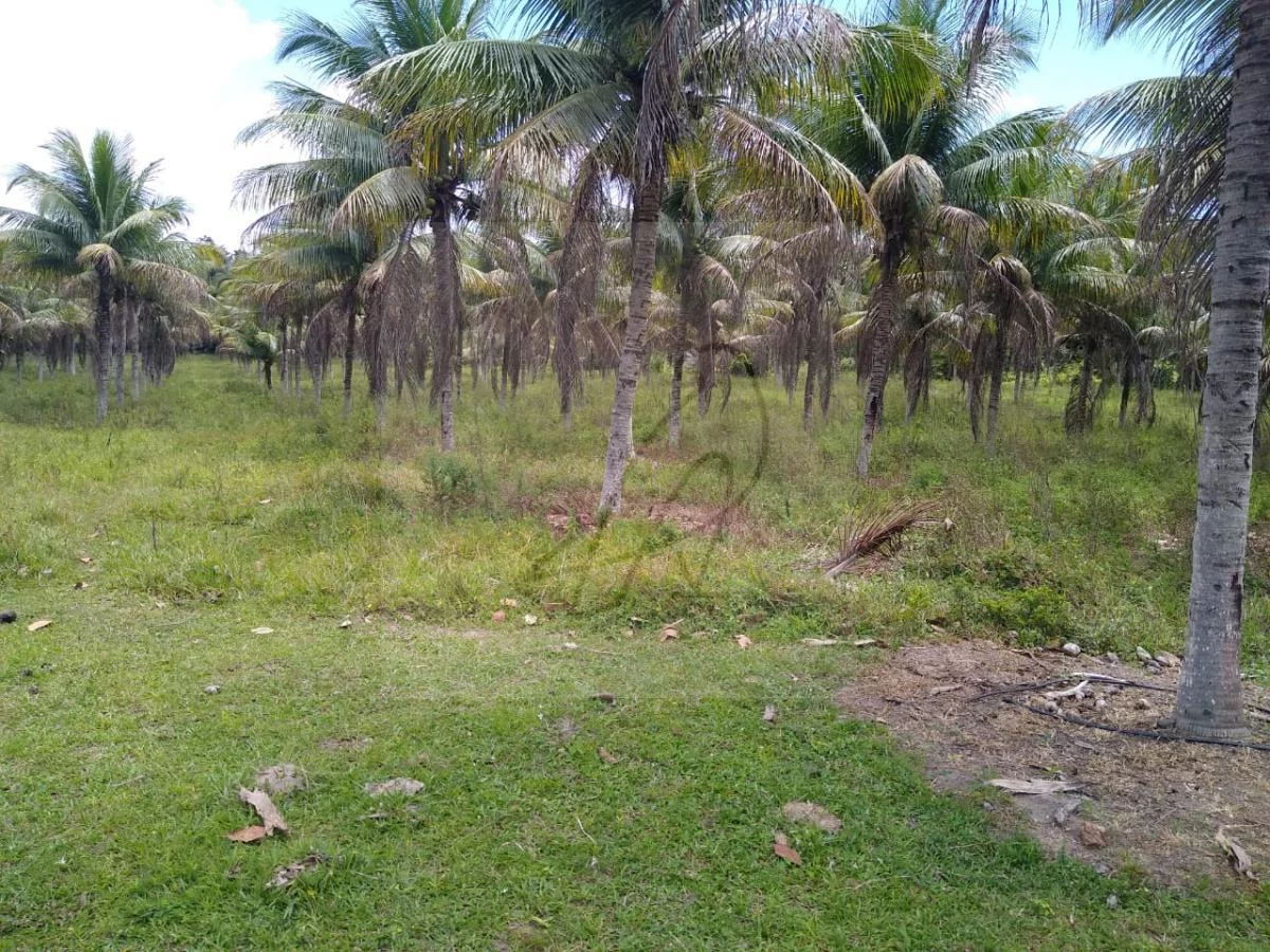 Imagem Vendo Fazenda produtiva 250mil m2, Conde / BA