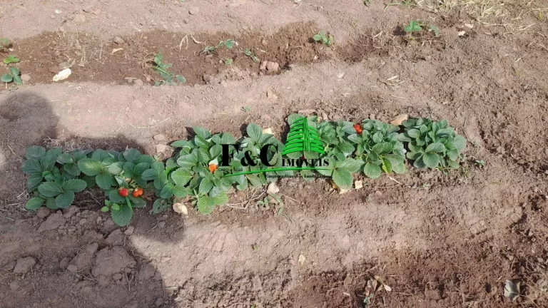 Imagem Terreno para Venda em Piracicaba, Área Rural de Piracicaba
