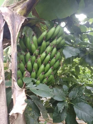Imagem VENDE-SE CHÁCARA EM FRANCISCO MORATO - SP