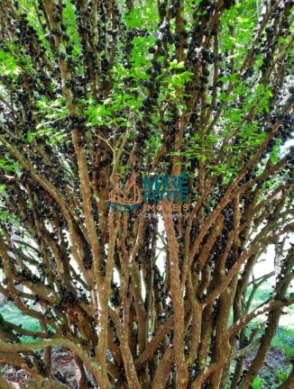 Imagem Oportunidade Sitio correspondente a Área de 5.62.48ha, sendo 56.200 m2 em Santa Rita do Sapucaí MG