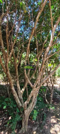 Imagem Chácara com 8.778m² no centro de Hidrolândia/GO
