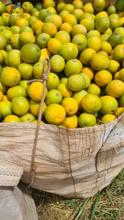 Imagem Fazenda região de Araraquara SP