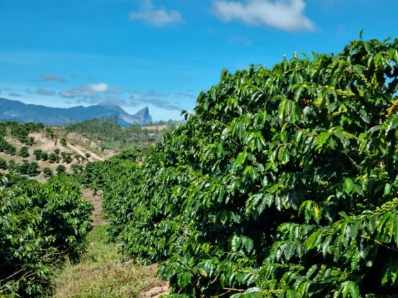 Imagem FAZENDA RURAL em DOMINGOS MARTINS - ES, DOMINGOS MARTINS