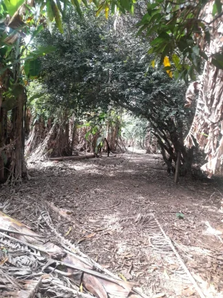 Imagem Sua Chácara dos Sonhos em Campinas: Espaço, Conforto e Natureza em Harmonia!