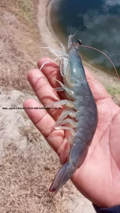 Imagem Fazenda para Venda em Pendências, RN 404 cidade do Rio Grande do Norte.
