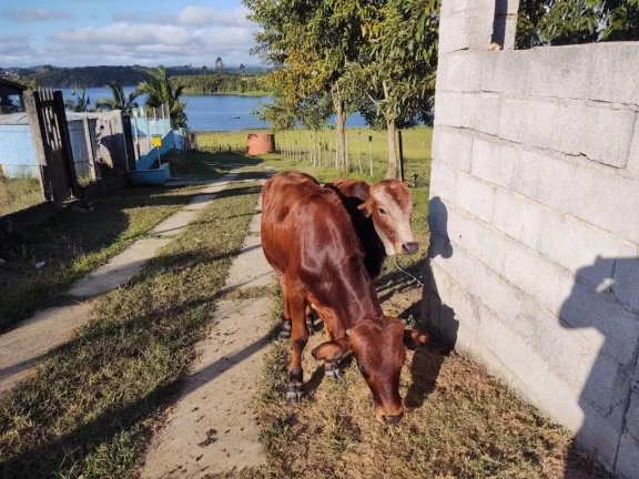 Imagem Chácara com 6 dormitórios à venda, 5000 m² por R$ 1.600.000,00 - Taiacupeba - Mogi das Cruzes/SP